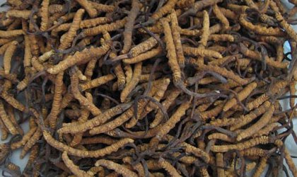 虫草是虫子还是草，为什么那么贵？