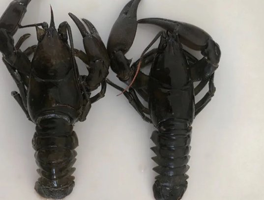 小龙虾和水蝲蛄是一个物种么？