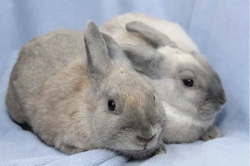 十大最漂亮的兔子