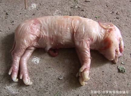 农村经常说“牛生麒麟猪生象”是怎么回事？是真的吗？