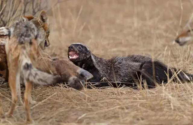 蜜獾的天敌是什么？