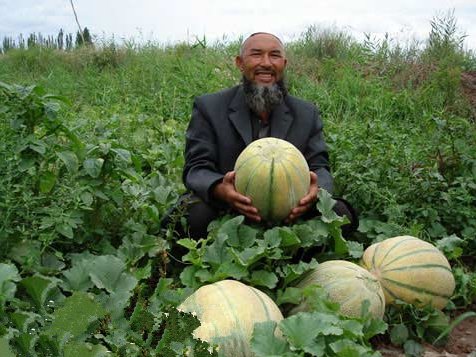 老头看瓜的下一句