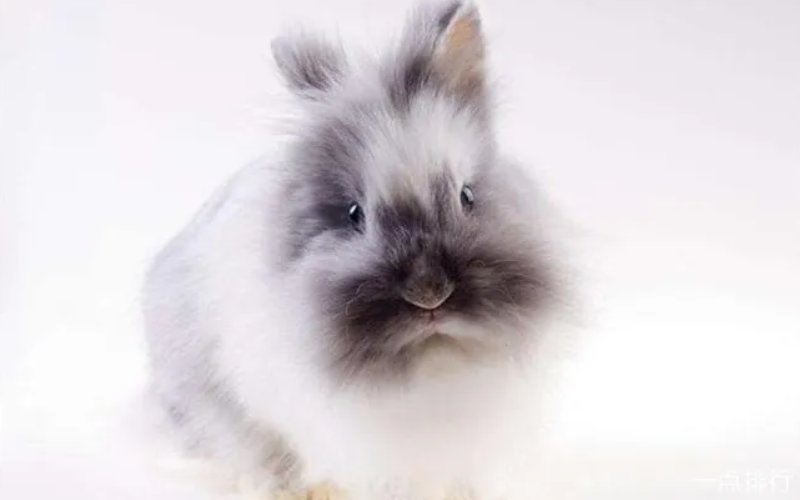 十大最漂亮的兔子