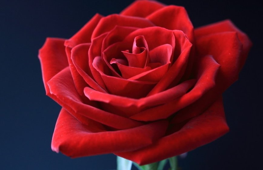 9999朵玫瑰多少钱