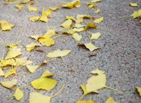 二年级秋天的落叶像什么如何填空？