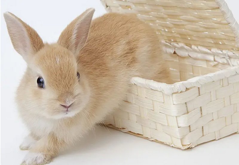 十大最漂亮的兔子