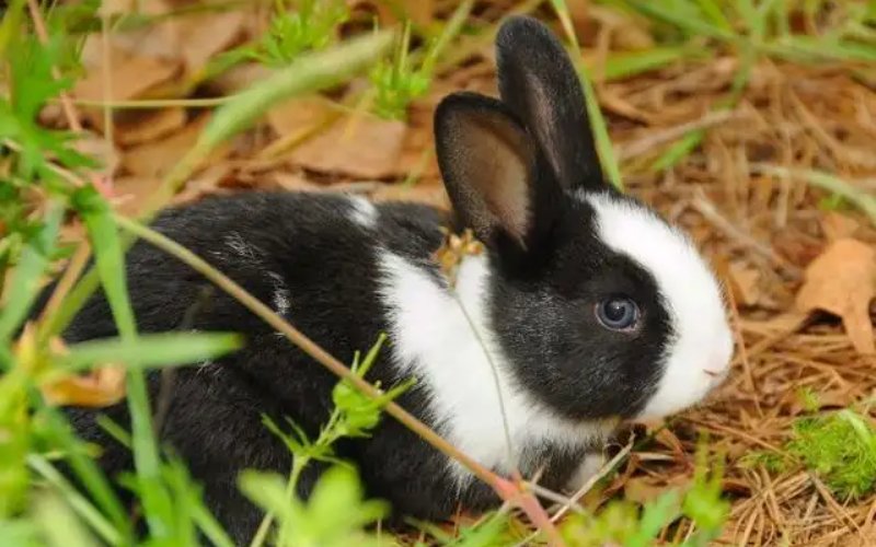 十大最漂亮的兔子