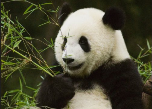 中国有多少熊猫呢？