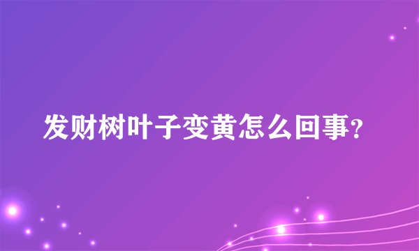 发财树叶子变黄怎么回事？