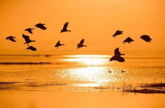 群鸟飞过湖面动静结合的写一段话？