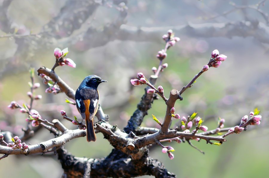 带春字的四字词语有哪些