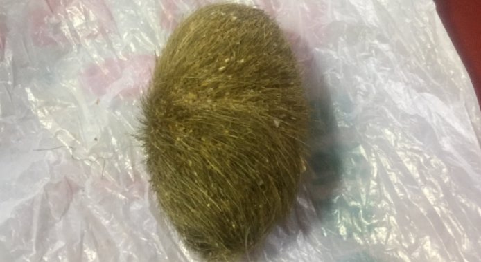 猪宝是什么东西?有什么价值吗?