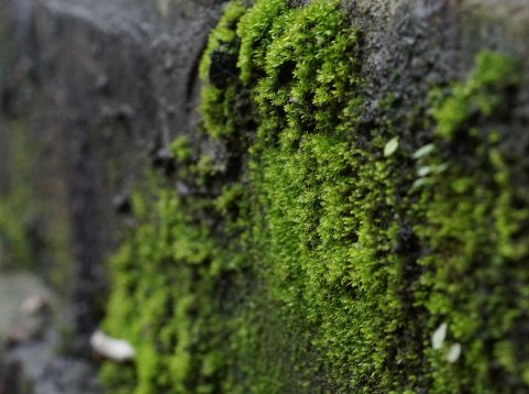 天然的指南针有哪些除了太阳丶北极星丶大树和雪还有那些