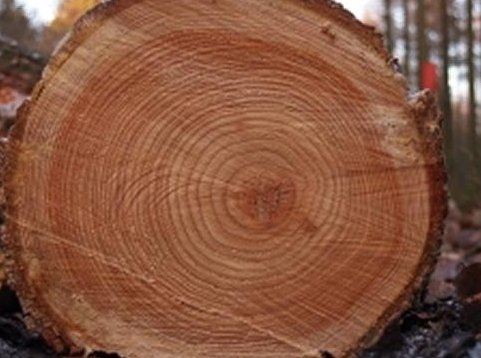 天然的指南针有哪些除了太阳丶北极星丶大树和雪还有那些