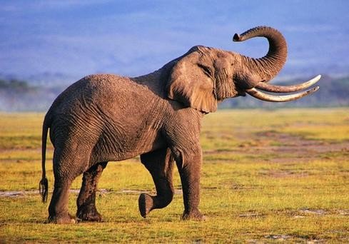 什么的大象填合适的词