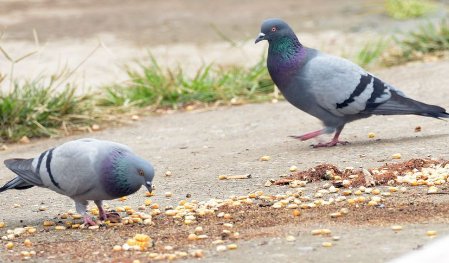 广东一女子刷视频时被鸽子群围啄屏幕，鸽子为什么要这么做？
