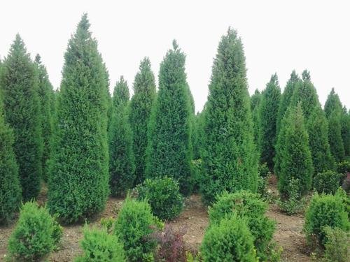 侧柏叶是什么树?农村人叫它什么?