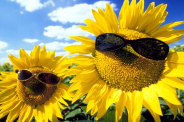 向日葵在几点开花?