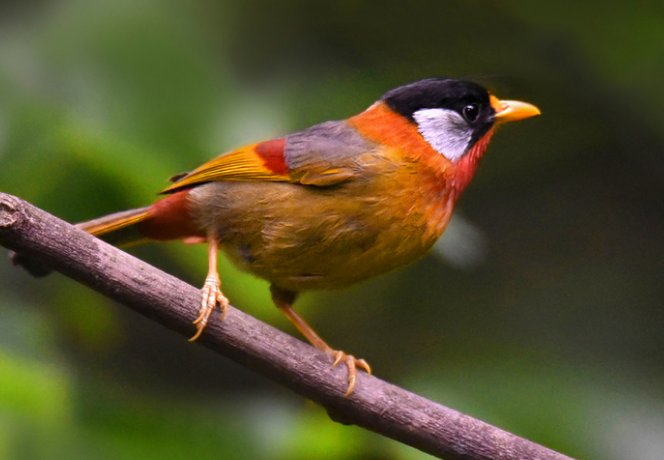 快活地什么？怎么填词语？