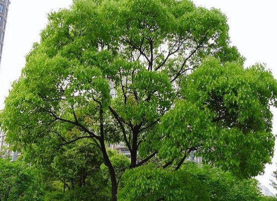 乔木有哪些树种