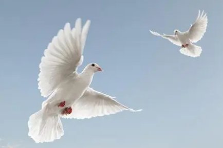 广东一女子刷视频时被鸽子群围啄屏幕，鸽子为什么要这么做？