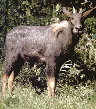 浙江丽水拍到的“四不像”是哪“四不像”呢?