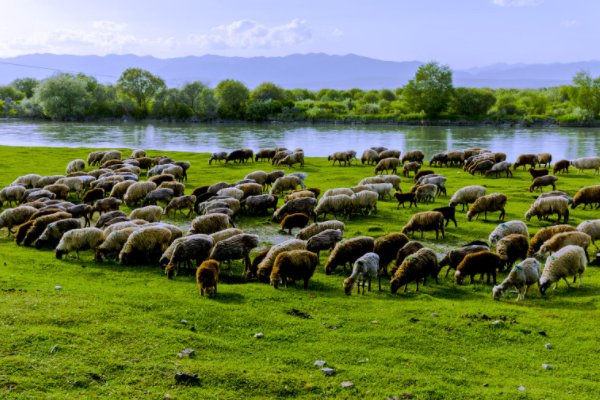 新疆昭苏县为何被誉为“天马之乡”？