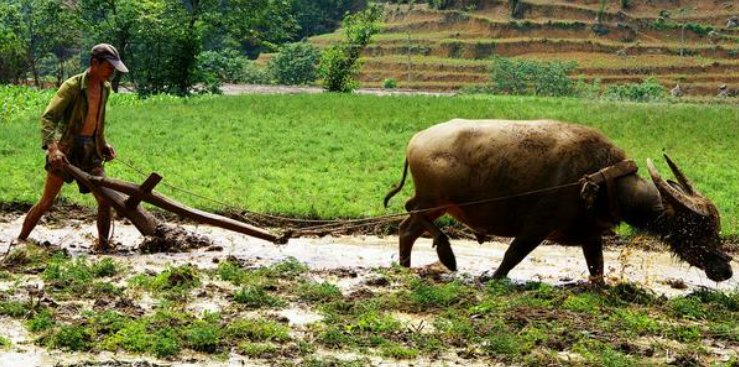 犁耙的意思是什么？