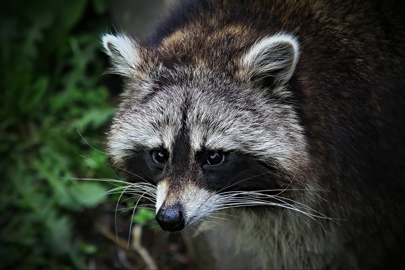 浣熊为什么爱洗衣服？原因让人哭笑不得？