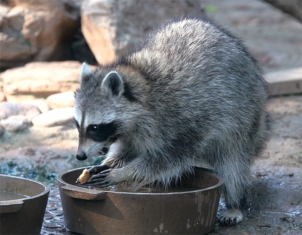 浣熊为什么爱洗衣服？原因让人哭笑不得？