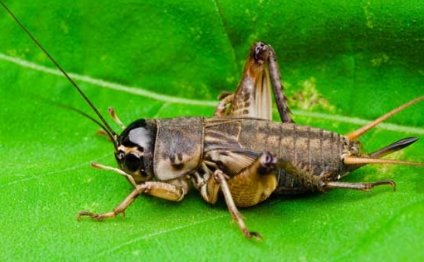 蟋蟀组词有哪些