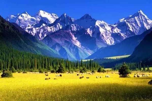 新疆昭苏县为何被誉为“天马之乡”?