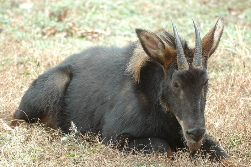 浙江丽水拍到的“四不像”是哪“四不像”呢?