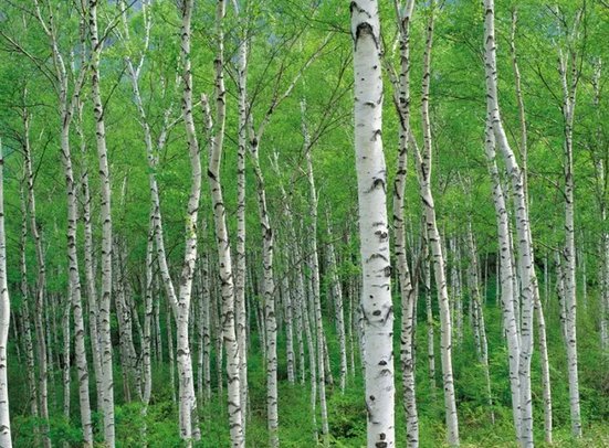 乔木有哪些树种