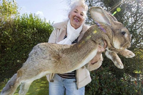 世界最大兔子被偷,其中的详情你了解多少?