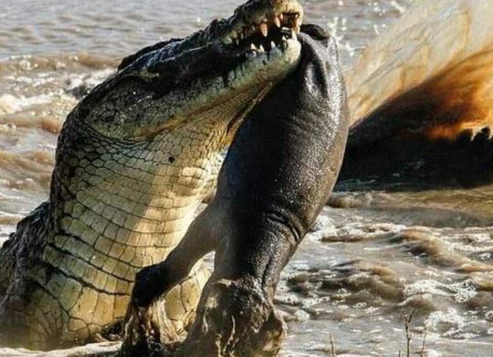 鳄鱼为什么不吃河马？