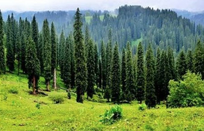 东北地区主要有哪些树木？