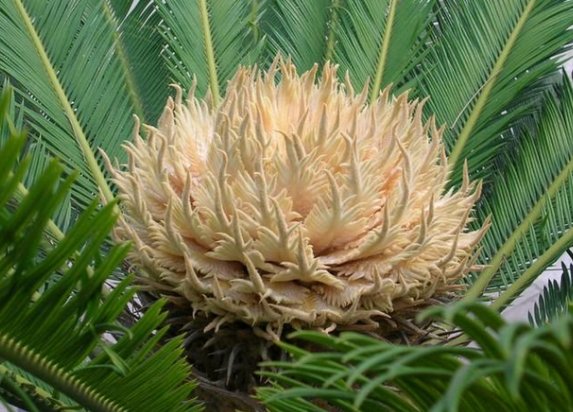 铁树开花是什么意思?