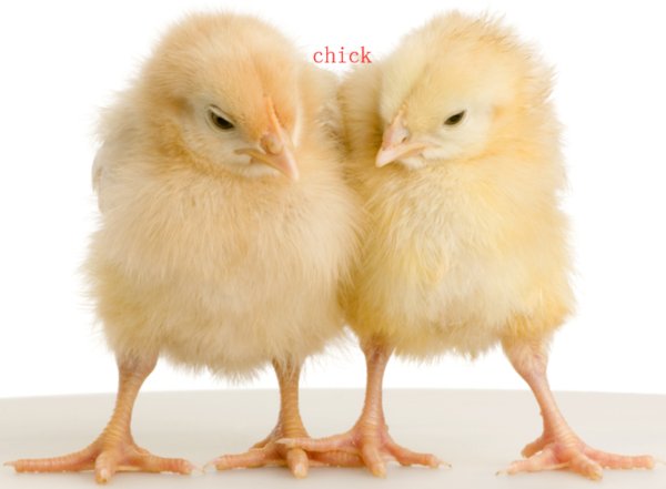 chick的复数是chicks，那么chicken是什么的复数？