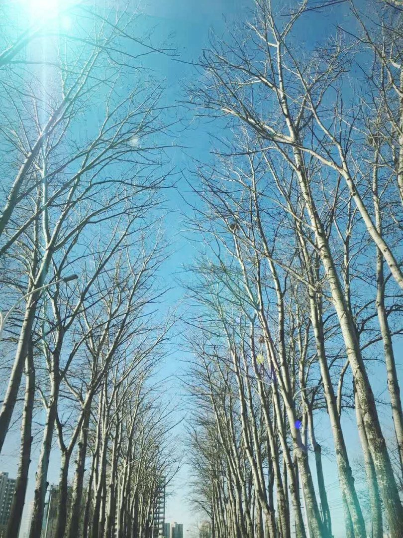 如果你是作者,你会如何让一棵树对每一个看到它的人说些什么,表达一种情感,说？