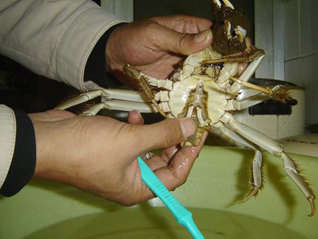 清蒸螃蟹如何清洗窍门