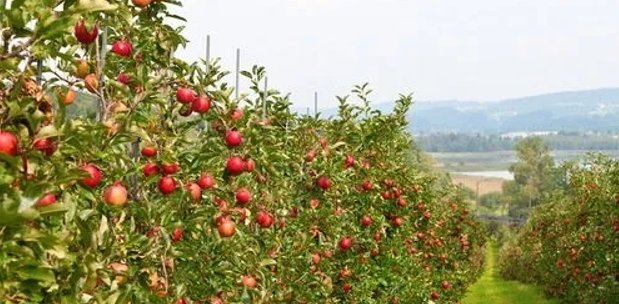 15个天然指南针有哪些