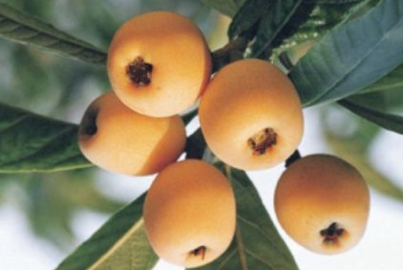 枇杷吃多了有什么坏处？