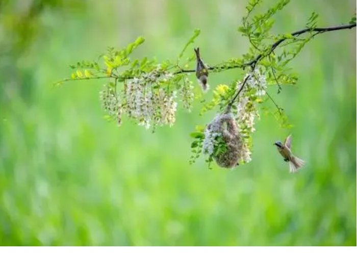 在你眼里春天是什么呢？为什么？