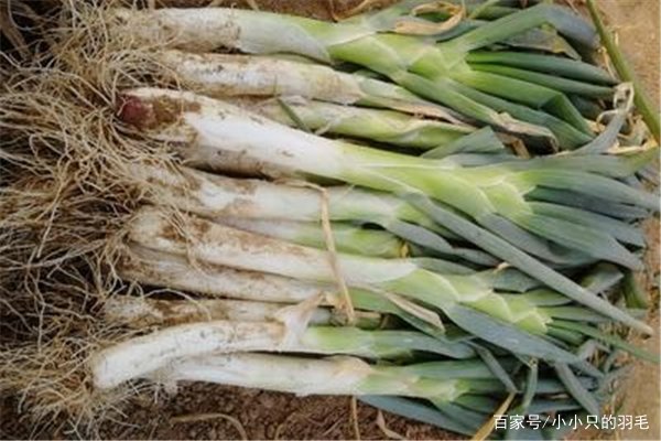 章丘大葱价格腰斩，种植户亩亏过千元，为何网友都说是猪肉的锅？