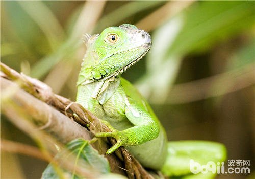 如何养好绿鬣蜥?急!