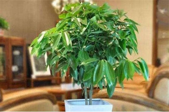 最旺宅的植物是什么?