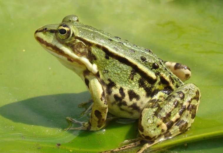 青蛙有什么本领有什么特点?