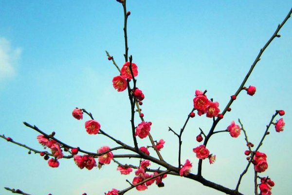 梅花代表什么意思？