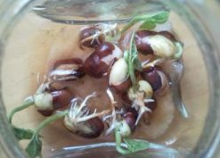 胚芽、胚轴、胚根、胚乳、子叶各有什么作用